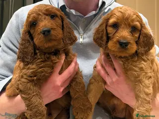 Irish Doodle dogs READY NOW. Adorable Irish Doodle puppies - Advert 11