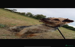 Border Terrier dogs for sale: Border terrier pups  - Image 13