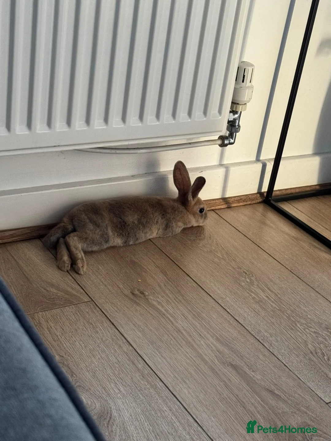 Rex rabbits for sale: Mini Rex Male  in Northampton - Advert 2