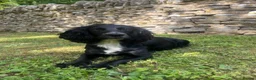 Cocker Spaniel dogs for sale: KC Working Cocker Spaniels  - Advert 2