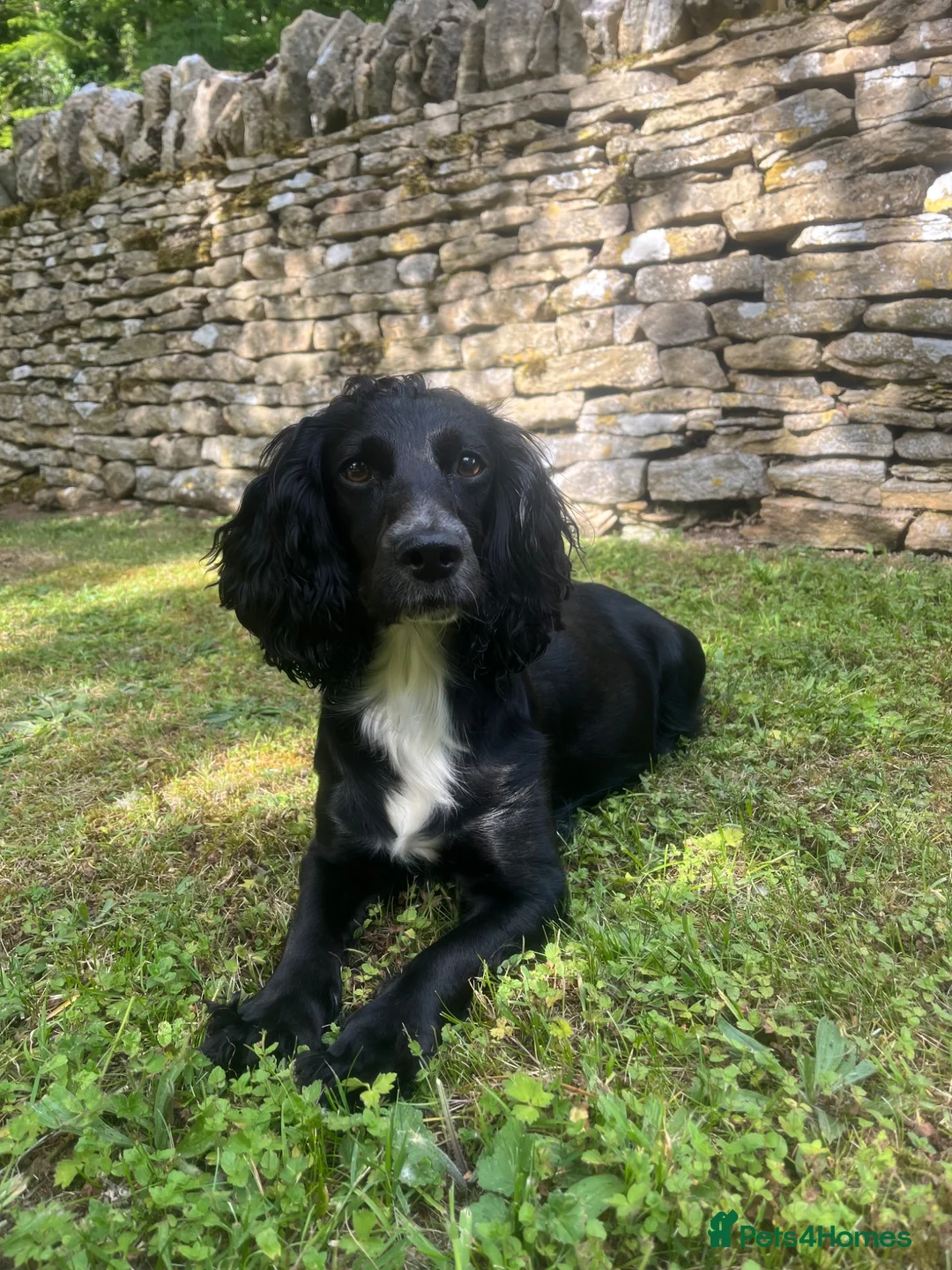 Cocker Spaniel dogs for sale: KC Working Cocker Spaniels  - Advert 2