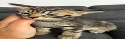 Mixed Breed cats for sale: 4 beautiful kittens  - Advert 11
