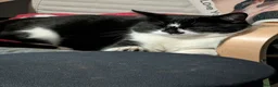 Mixed Breed cats for sale: Kittens ready to go in Batley - Advert 2