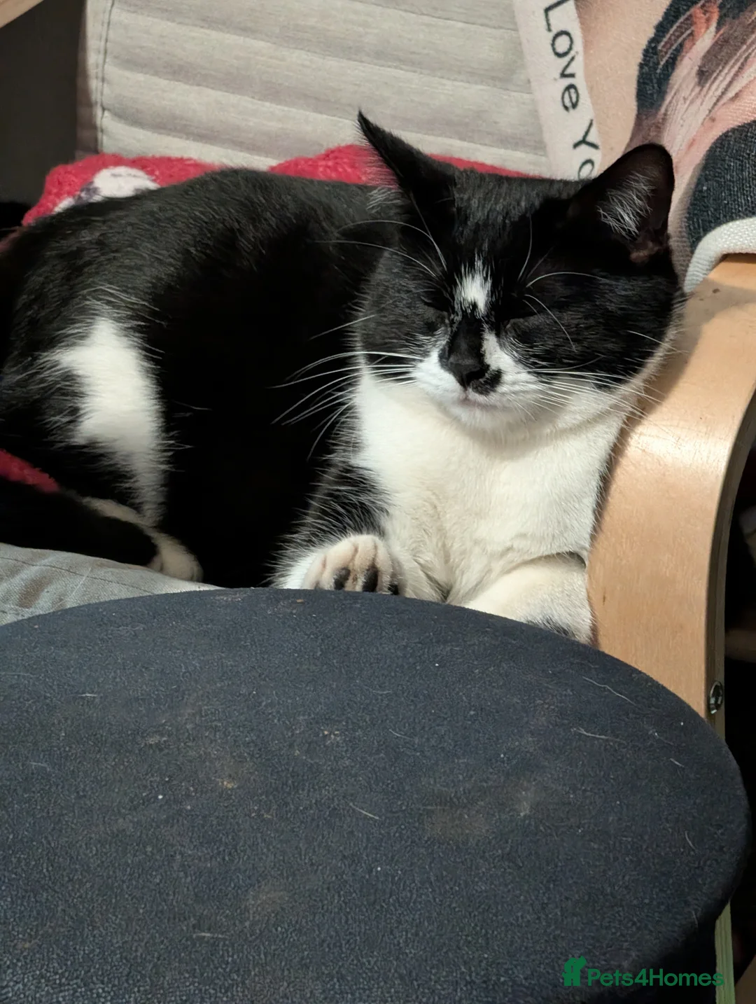 Mixed Breed cats for sale: Kittens ready to go in Batley - Advert 2