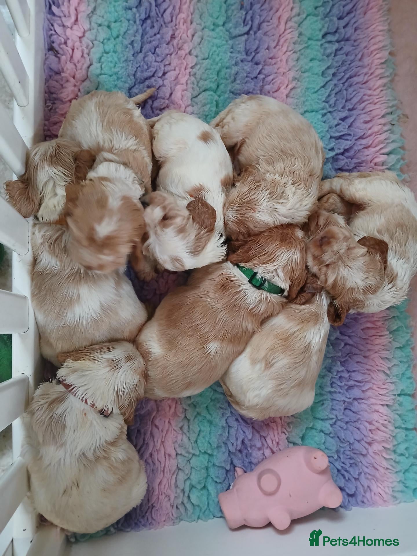 Cocker Spaniel dogs KC reg, orange roan, show type cocker spaniels - Advert 1