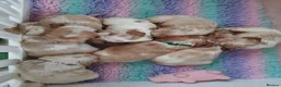 Cocker Spaniel dogs for sale: KC reg, orange roan, show type cocker spaniels - Advert 1