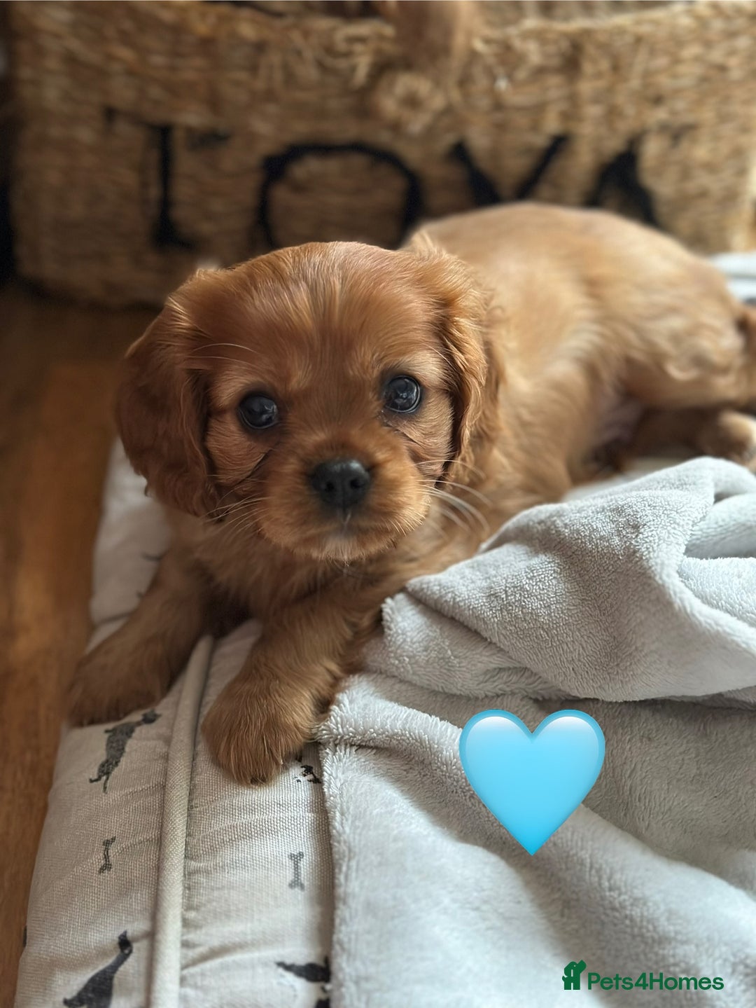 Cavalier King Charles Spaniel dogs for sale: Beautiful Ruby boys - Image 4