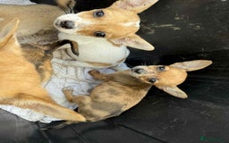 Chihuahua dogs for sale: Adorable chihuahua puppies ready now - Image 6