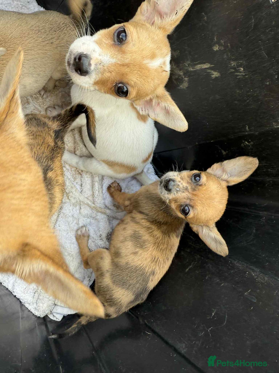 Chihuahua dogs for sale: Adorable chihuahua puppies ready now - Image 6