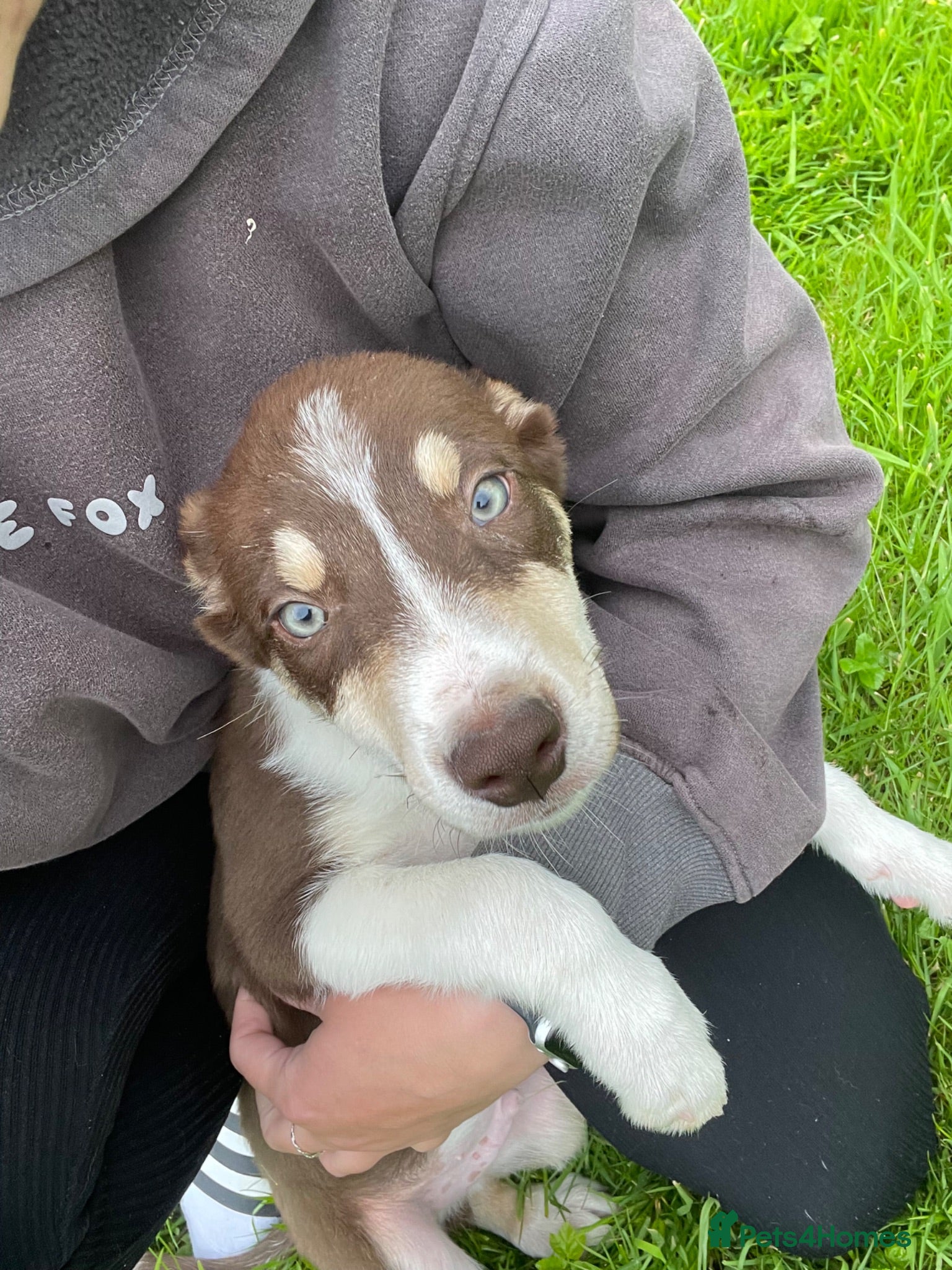 Border Collie dogs Collie puppies for sale  - Advert 2