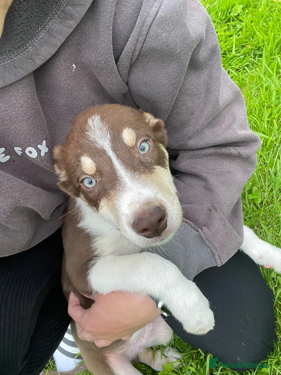 Border Collie dogs for sale: Collie puppies for sale  in Kilmarnock - Advert 1