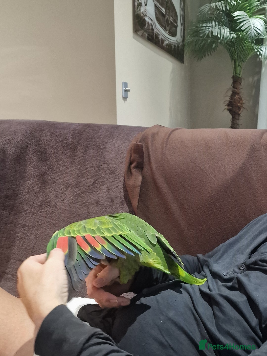 Parrots birds for sale: Yellow Headed Amazon Baby Parrot - Image 2