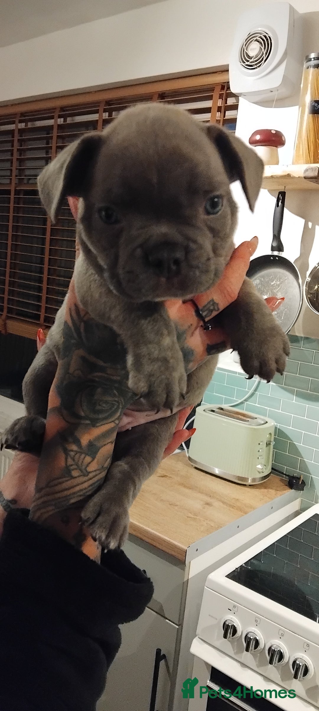 French Bulldog dogs for sale: French bulldog FLUFFY pups - Image 24