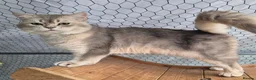 British Shorthair cats for sale: Blue Golden retired stud boy . - Advert 4