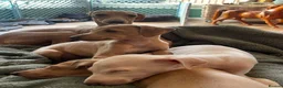 Italian Greyhound dogs for sale: Gorgeous KC Italian Greyhound Boys - Advert 18