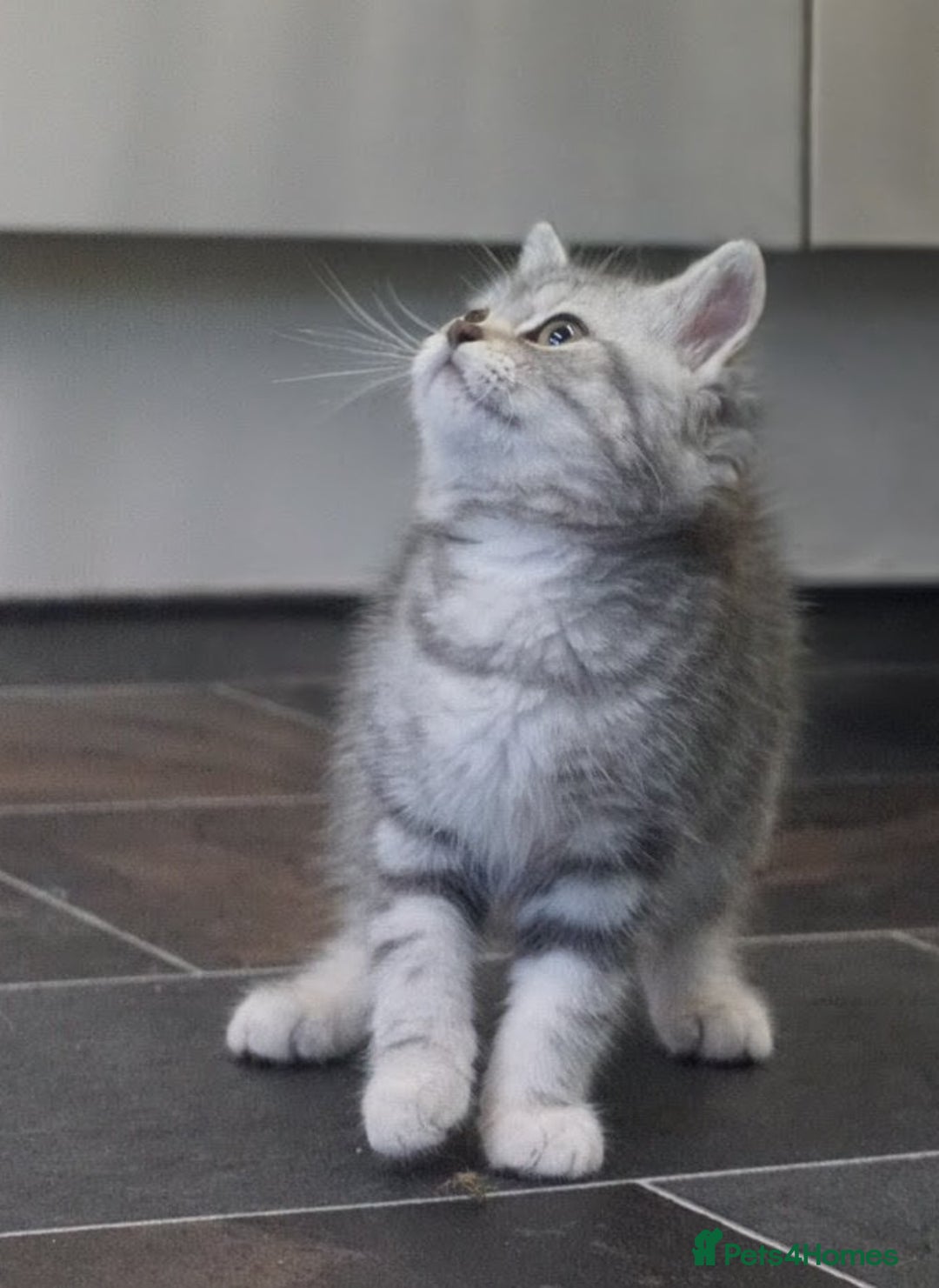British Shorthair cats for sale: 🐾 charming pure British shorthair kittens 🐾 - Image 10
