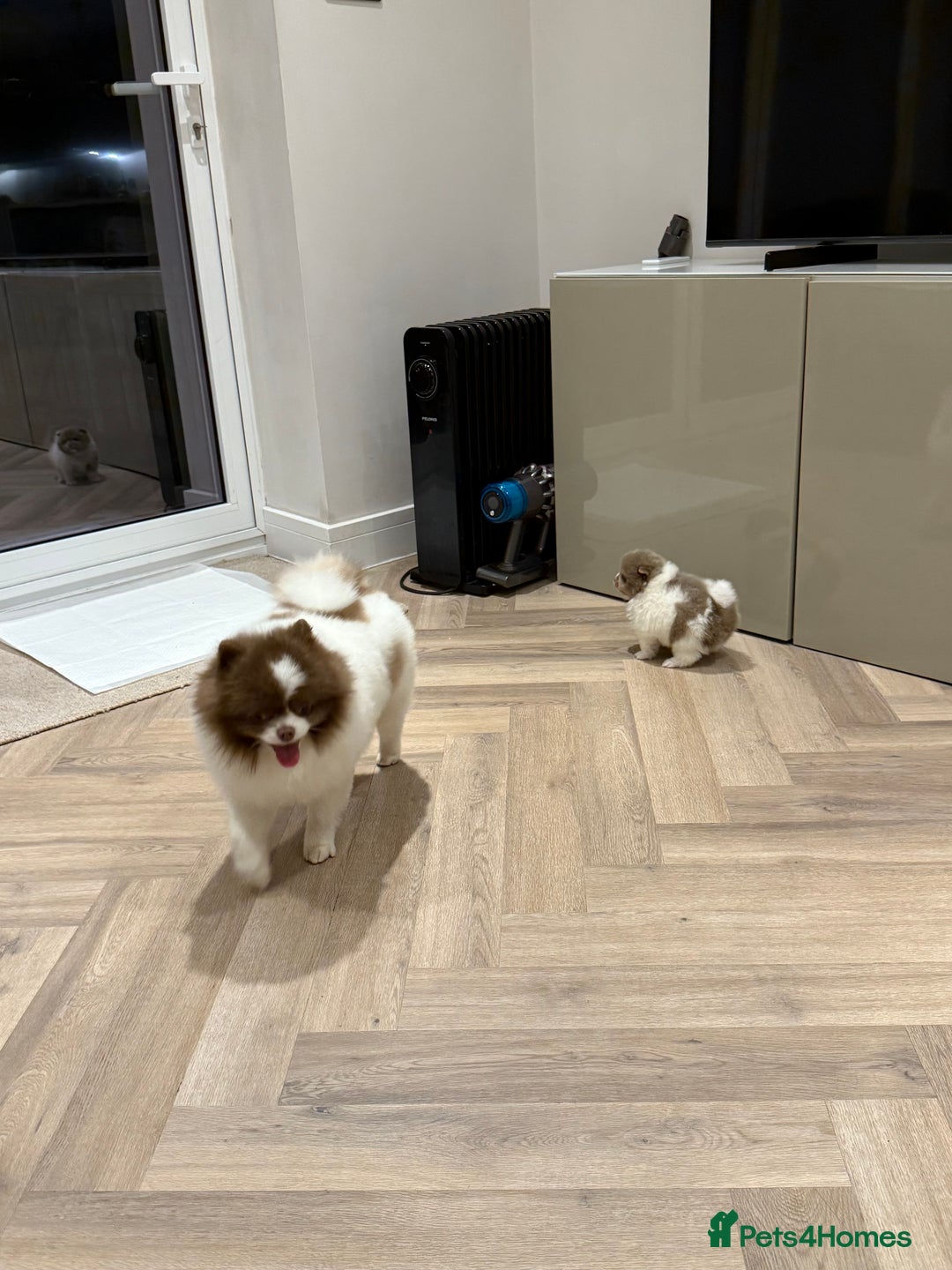 Pomeranian dogs for sale: Ready in 3 weeks! Two Beautiful teddy bear faces🐻 - Advert 5
