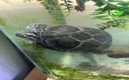 Turtle reptiles for sale: Musk turtle pair - Image 3