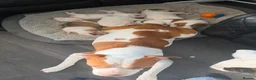 Mixed Breed dogs for sale: Shar pei mix puppys  in Birmingham - Advert 24