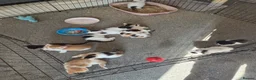 Mixed Breed cats for sale: Beautuful Kittens waiting for their furever homes - Advert 16