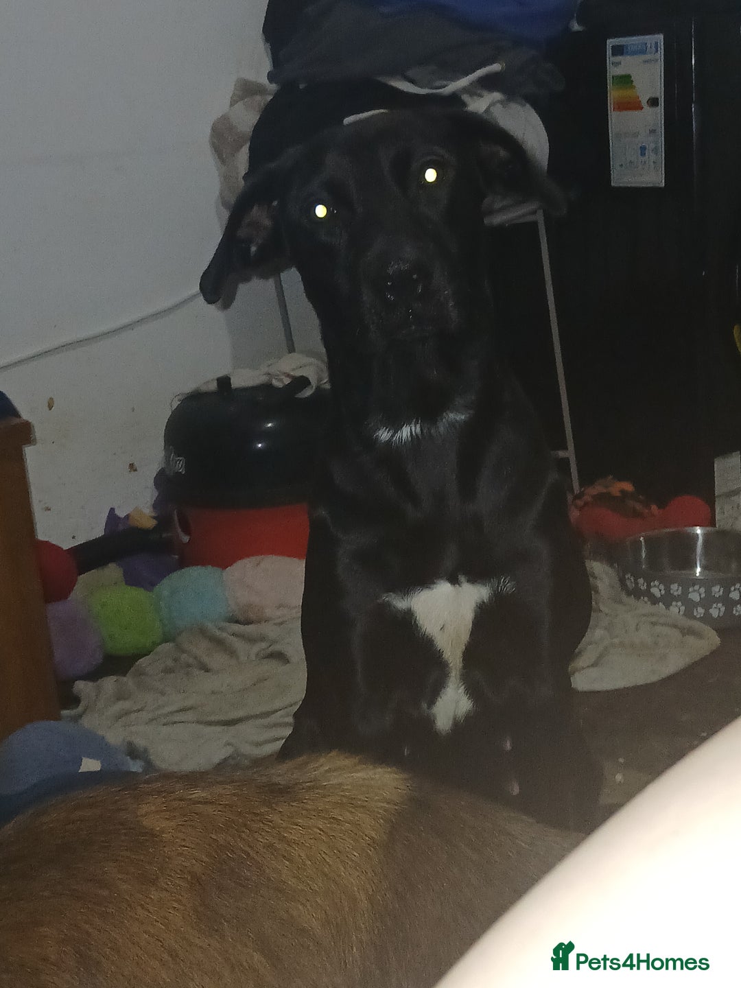 Mixed Breed dogs for sale: Puppies  - Advert 1