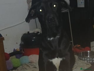 Mixed Breed dogs Puppies - Advert 2