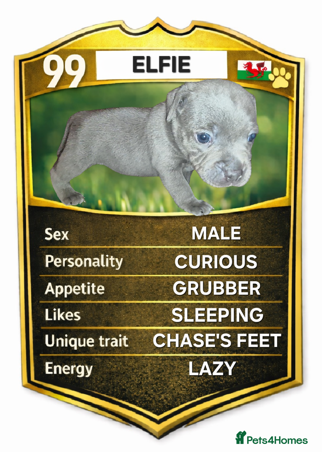 Staffordshire Bull Terrier dogs for sale: Exceptional Staffy Bull Terriers– Valglo Bloodline - Advert 4