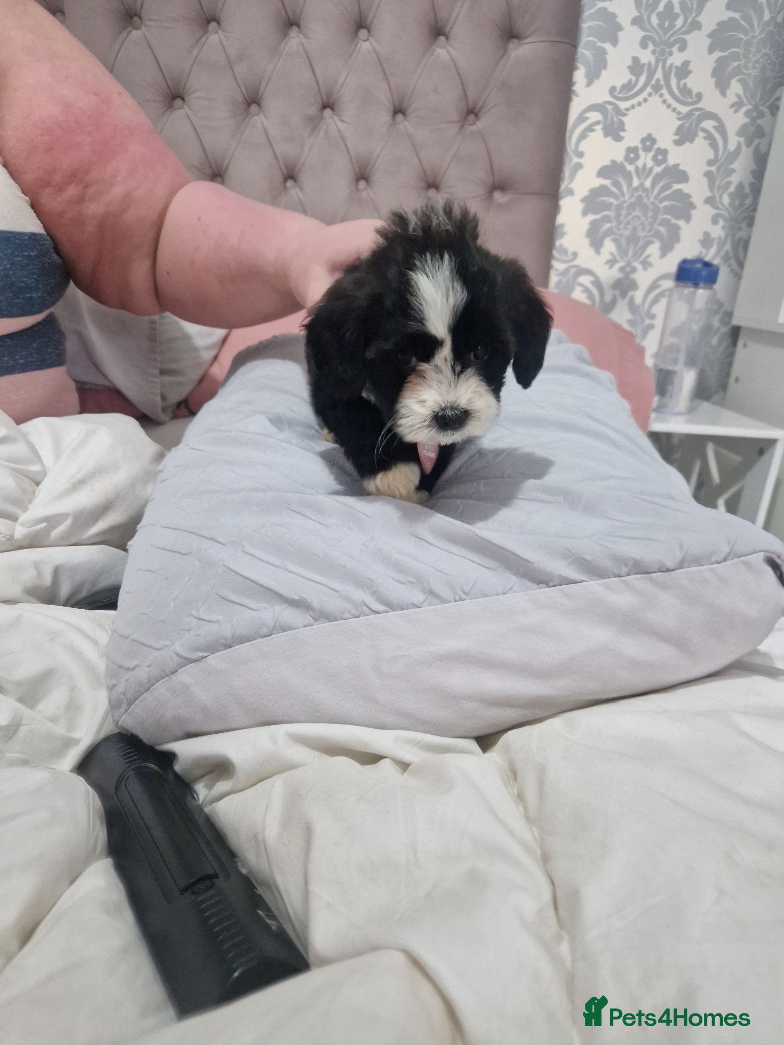 Cockapoo dogs Cockapoo puppy  - Advert 1