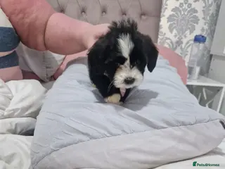 Cockapoo dogs Cockapoo puppy - Advert 1