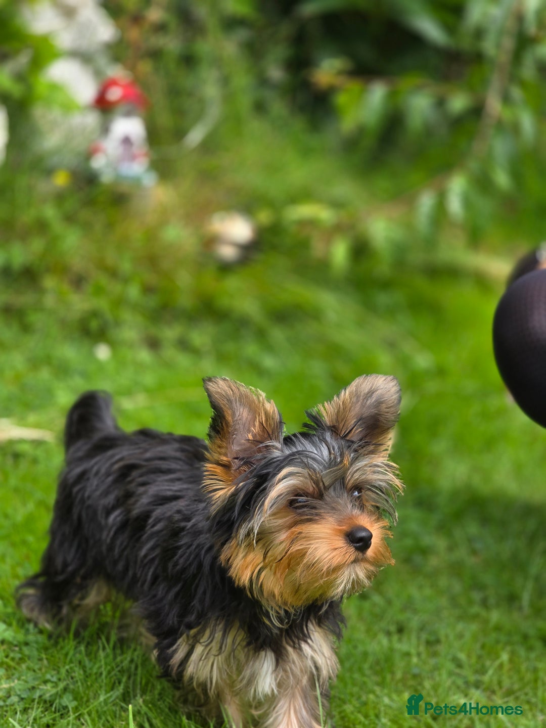 Yorkshire Terrier dogs for sale: Yorkshire terrier for sale 🐶🐶🐶 in Johnstone - Image 12