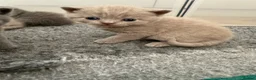 British Shorthair cats for sale: 💙Male kittens ready now💙 - Advert 16
