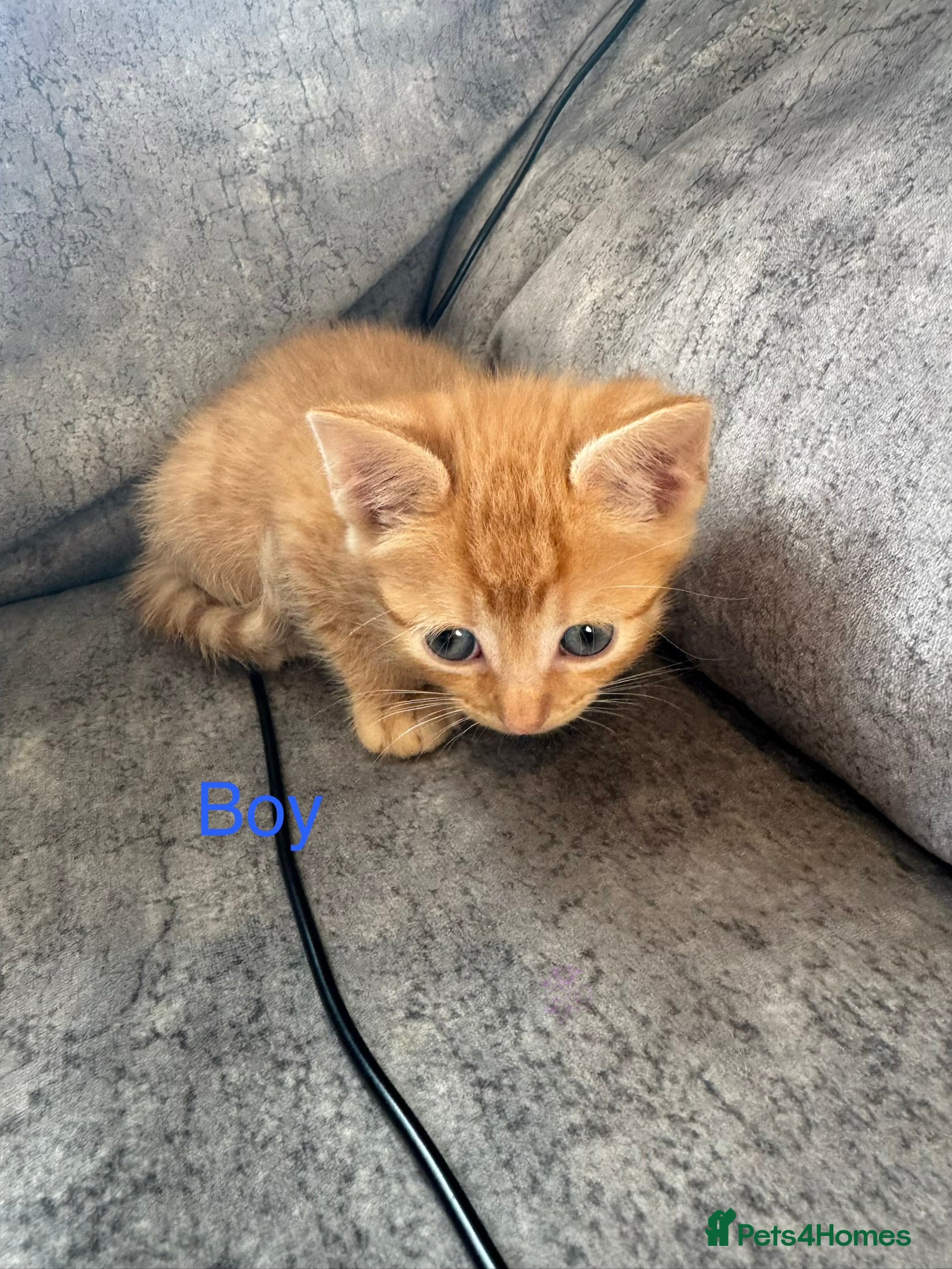 Mixed Breed cats Mixed kittens - Advert 1