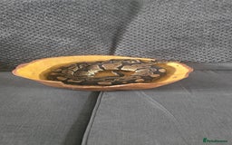 Python Snake reptiles for sale: Male ball python - Image 6