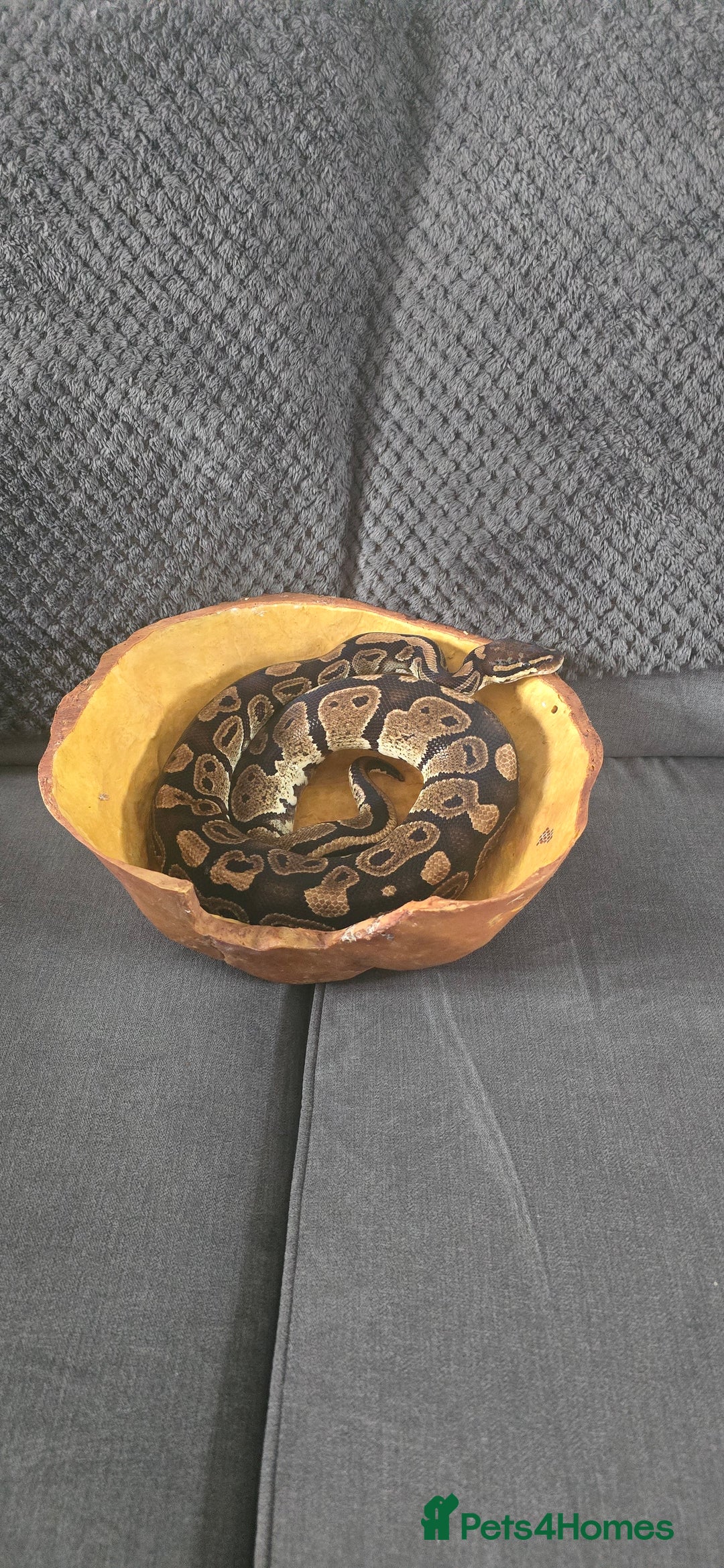Python Snake reptiles for sale: Male ball python - Image 6