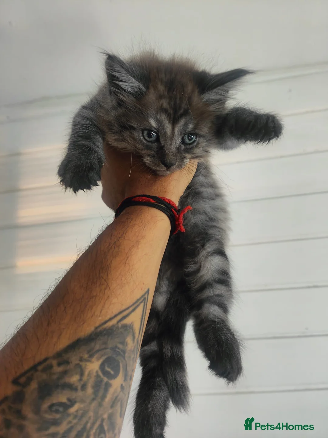 Maine Coon cats for sale: 🐾 6 BEAUTIFUL KITTENS LOOKING FOR LOVING HOMES 🐾 - Advert 2