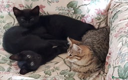 Mixed Breed cats for sale: Lovely Bengal Cross Kittens - Image 3