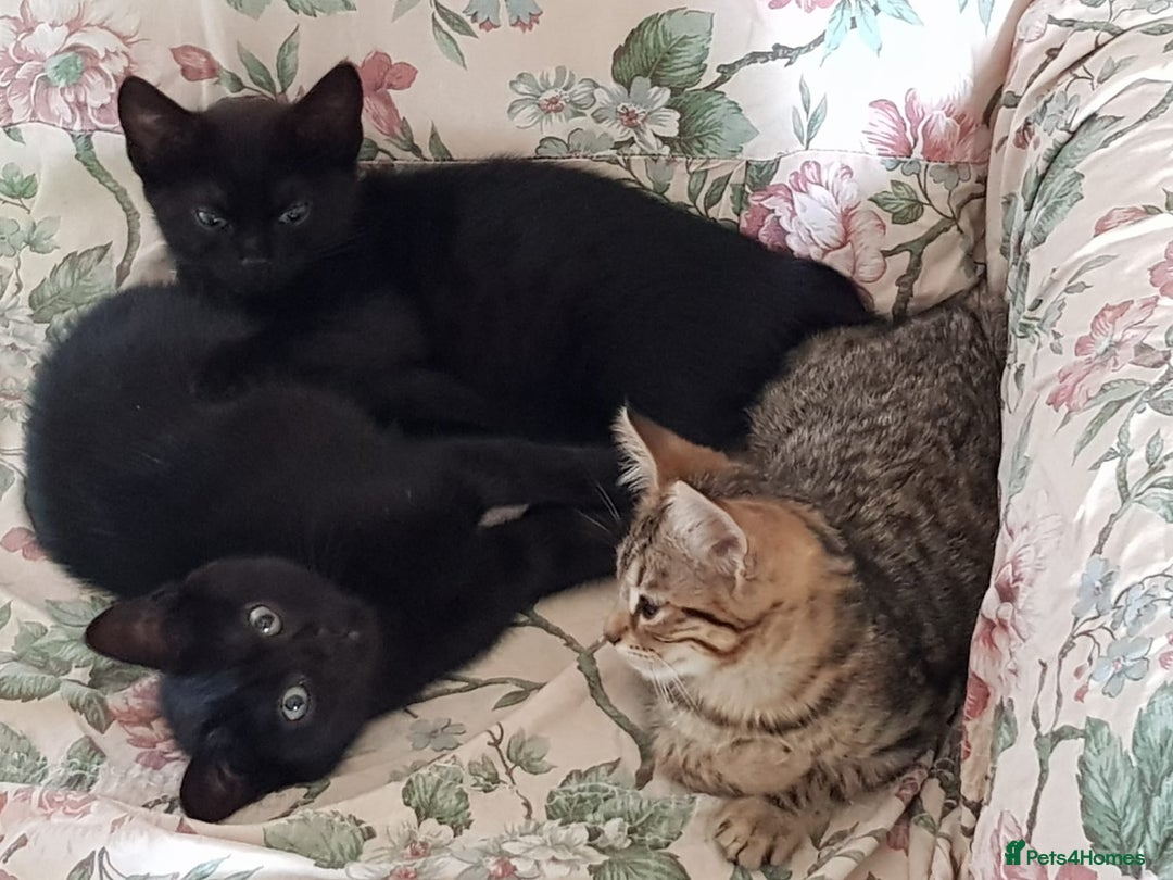 Mixed Breed cats for sale: Lovely Bengal Cross Kittens - Image 3