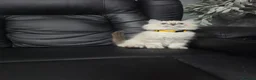 Persian cats for sale: Persain chinchilla blue eyes colourpoint kittens   - Advert 25