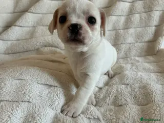 Mixed Breed dogs Mini Frenchies - Advert 7