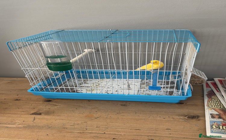 Canaries birds - Advert 1