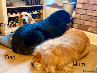 Tibetan Mastiff dogs Tibetan Mastiff Gentle Giants Champion Bloodlines - Advert 4