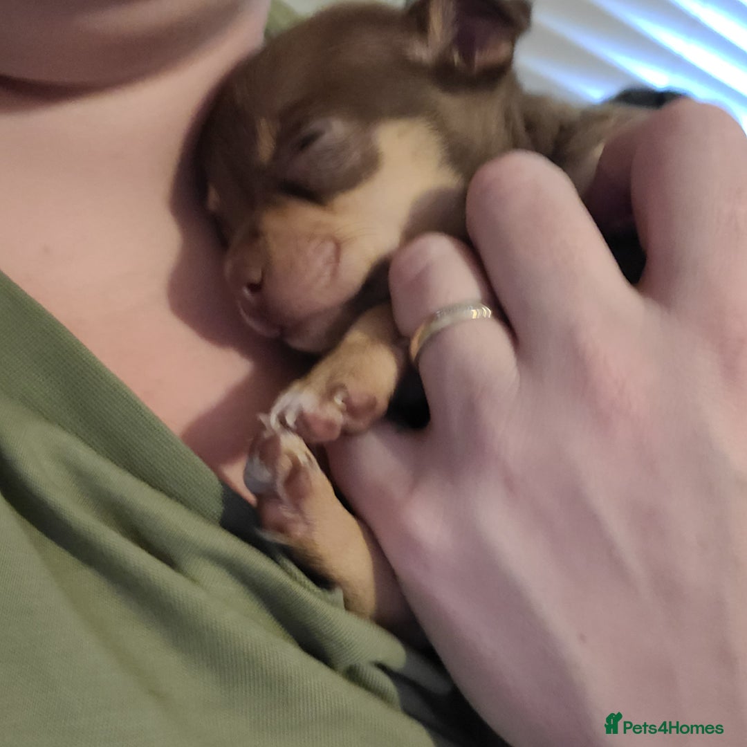 Chihuahua dogs for sale: Smooth coat chihuahuas - Image 5