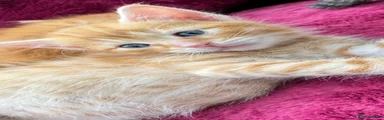 Mixed bread