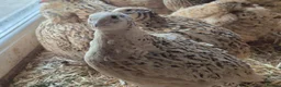 Quail poultry for sale: 12 Fertile Coturnix Quail Hatching Eggs  - Advert 1