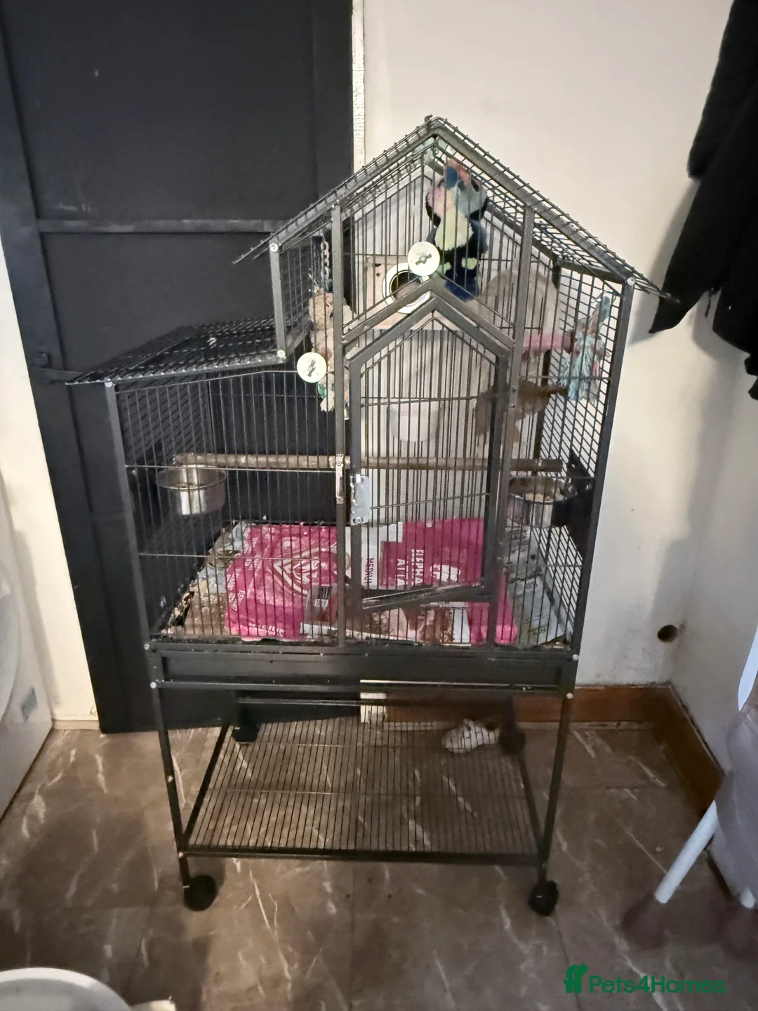 Ringnecks birds for sale: Beautiful Indian ringnecks rare albino & yellow  - Advert 9