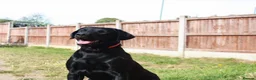 Labrador Retriever dogs for sale: Black lab for rehoming  - Advert 4