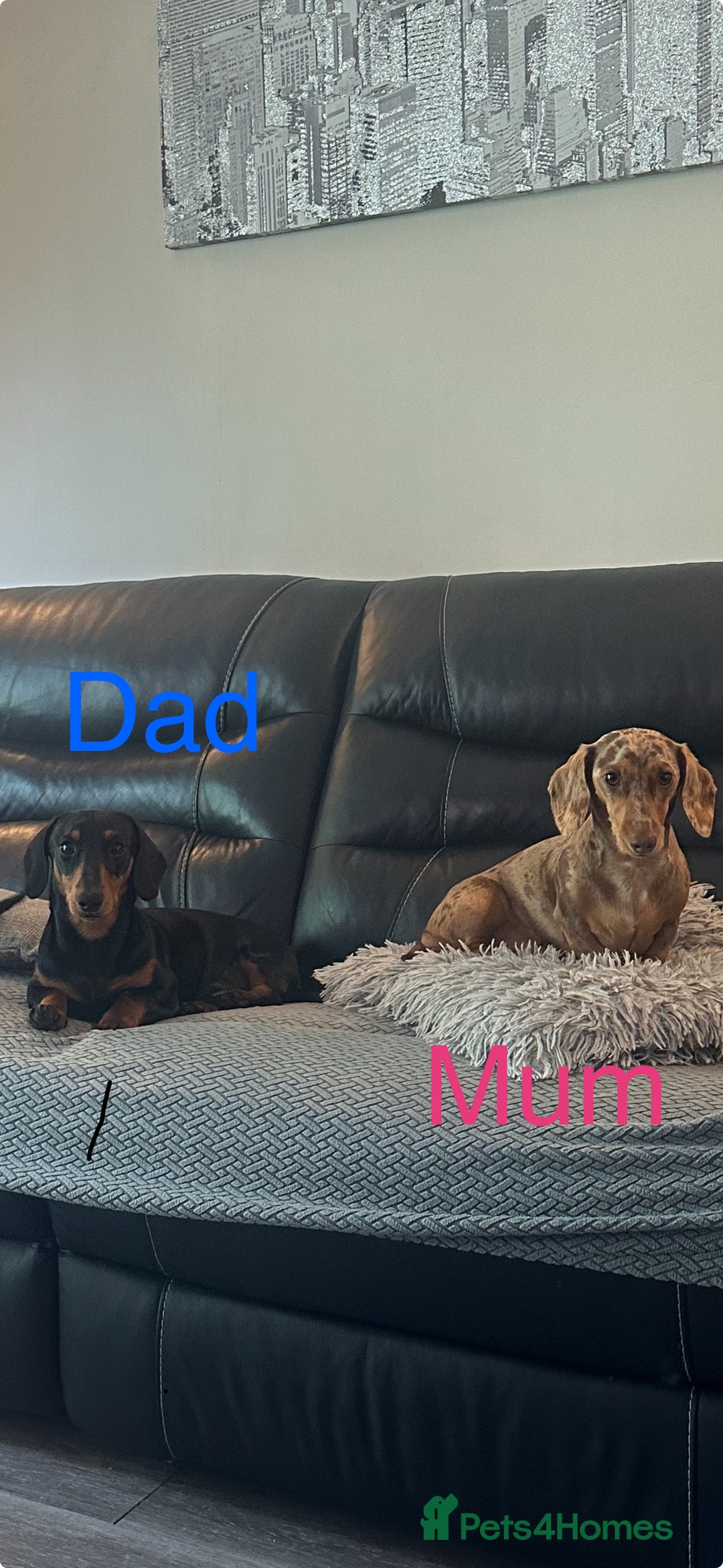 Miniature Dachshund dogs for sale: Miniature daschund  - Image 1