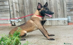 Belgian Shepherd Dog dogs for sale: Belgian Malinois / Dutch Herder  - Image 15