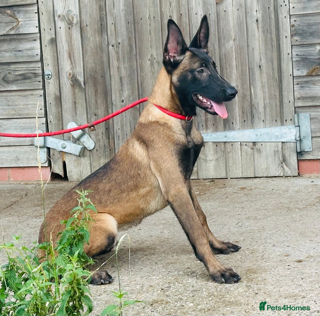 Belgian Shepherd Dog dogs for sale: Belgian Malinois / Dutch Herder  - Image 15