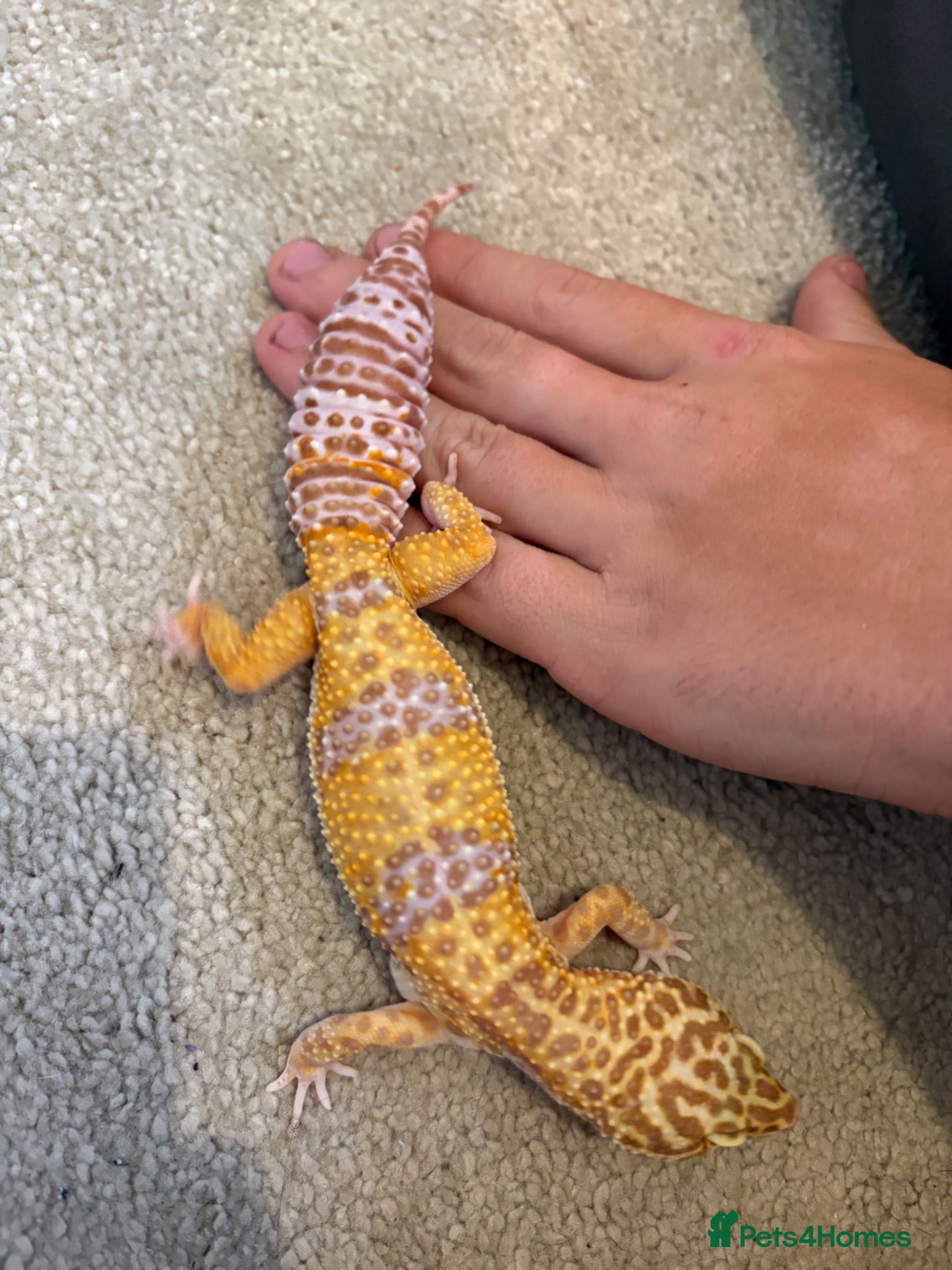 Leopard Gecko reptiles Leopard gecko - Advert 1